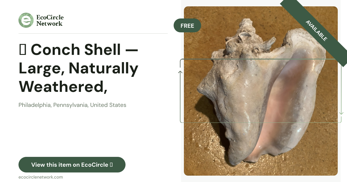 🌊 Conch Shell — Large, Naturally Weathered, Beautiful Pink Interior 🐚